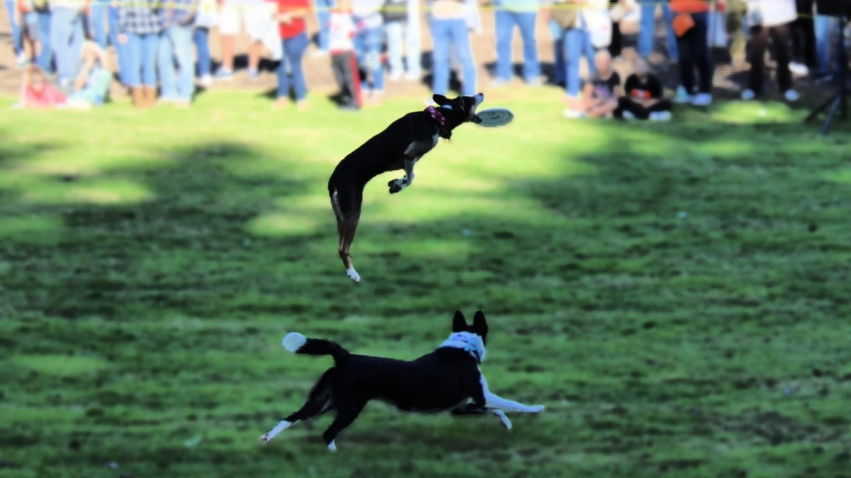Two dogs doing frisbee tricks