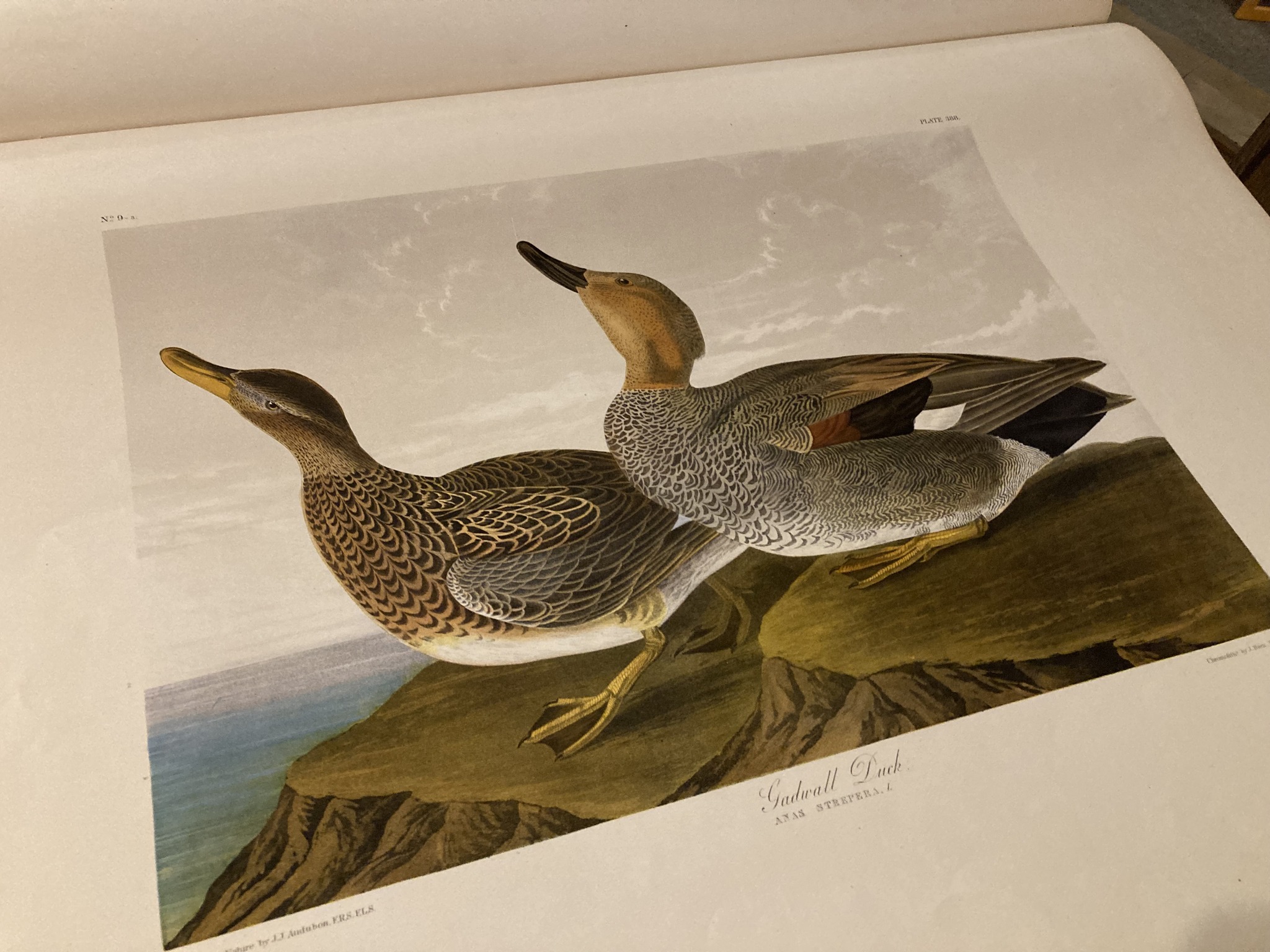 Page of the Civil War Era Audubon Book