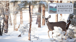 Deer in the Woods in the winter, Manistee Conservation District Logo