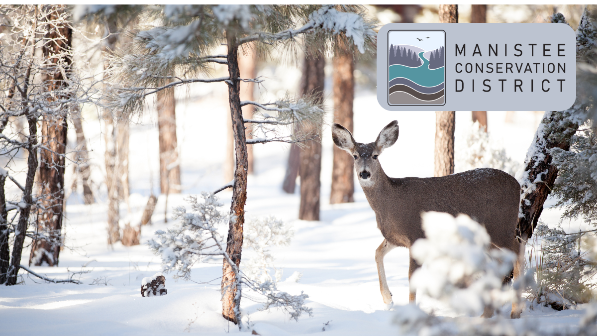 Deer in the Woods in the winter, Manistee Conservation District Logo