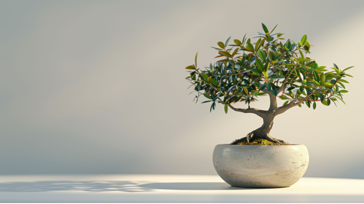 bonsai tree in pot