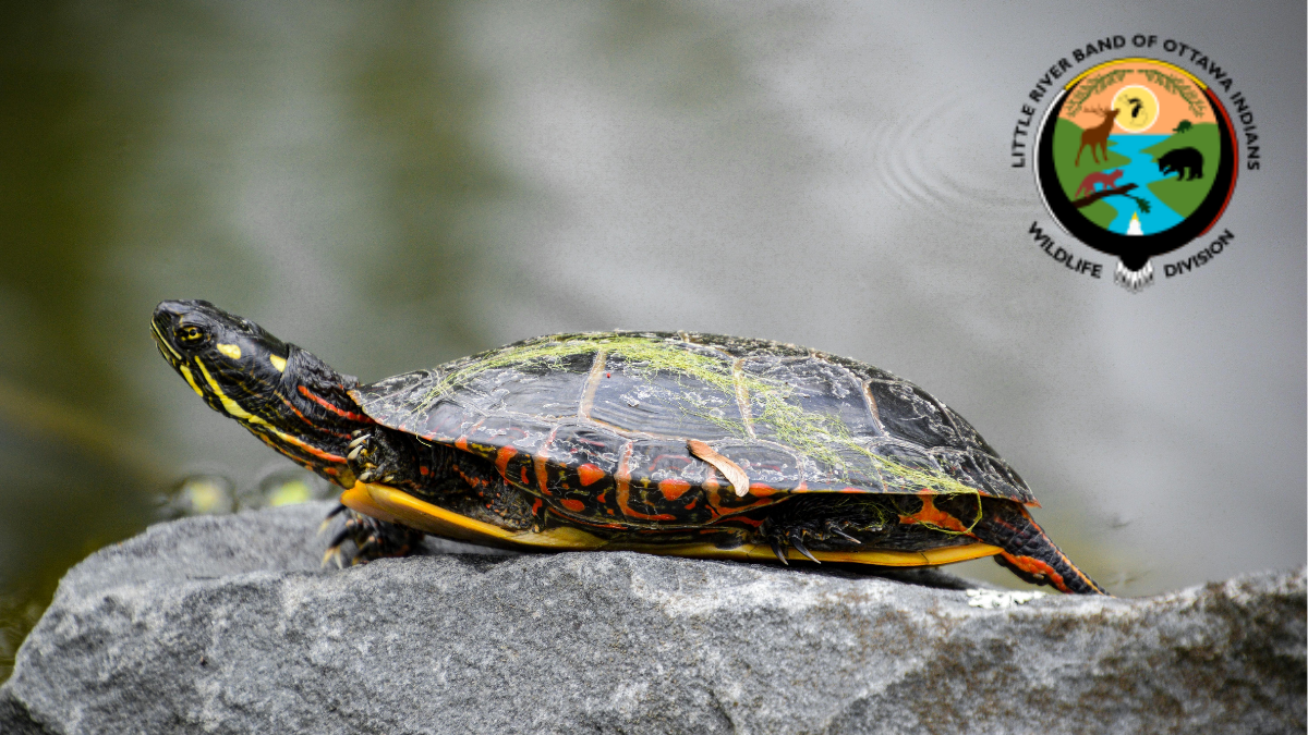 turtle on rock paired with Little River Band of Ottawa Indians Logo