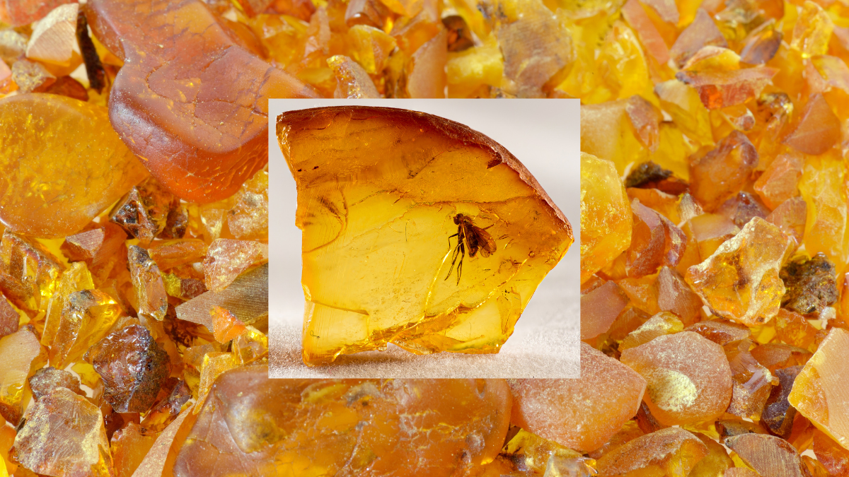 close up of polished amber