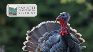 Turkey with Manistee Conservation Distrct logo (trees and river)